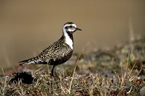 Dominica: American Golden Plover - female