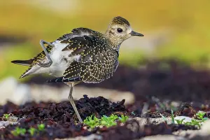 Stretching: American golden plover stretching