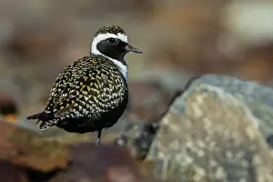 Taking: American golden-plover taking shelter among the