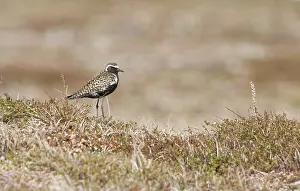 Plovers: American golden plover in tundra