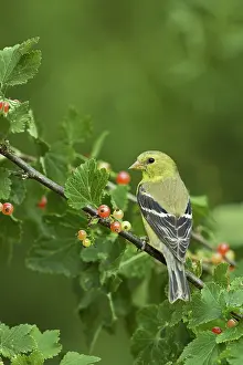 Migrates: American Goldfinch
