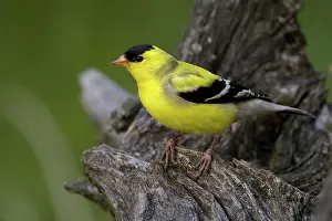Nester: American Goldfinch
