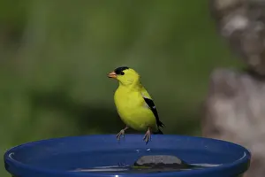 Birdbath: American Goldfinch