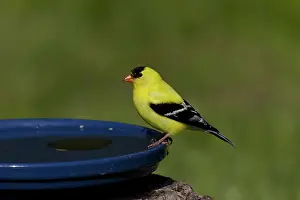 Birdbath: American Goldfinch