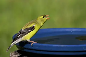 Birdbath: American Goldfinch