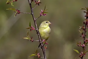 Spinus: American Goldfinch