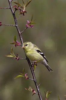 Spinus: American Goldfinch