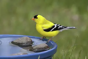 Spinus: American Goldfinch