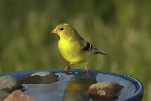 Spinus: American Goldfinch