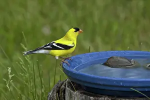 Tristis: American Goldfinch