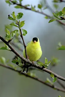 Tristis: American Goldfinch