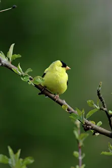 Tristis: American Goldfinch
