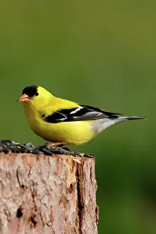 Tristis: American Goldfinch