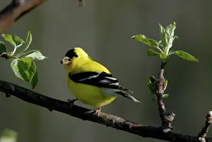 Tristis: American Goldfinch