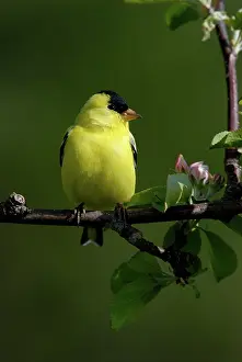 Tristis: American Goldfinch