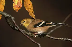 Tristis: American Goldfinch
