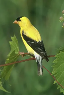 Tristis: American Goldfinch