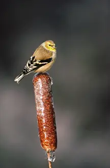 Cattail: American Goldfinch