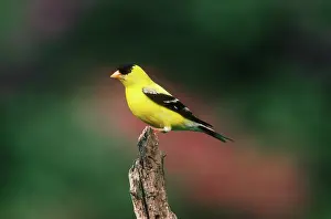 Tristis: American Goldfinch