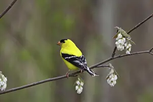 Tristis: American Goldfinch