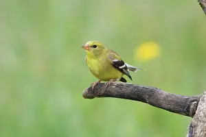 Tristis: American Goldfinch