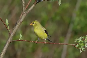 Tristis: American Goldfinch