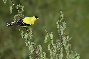 Tristis: American Goldfinch