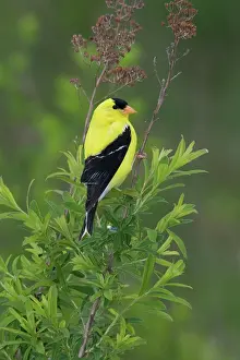 Tristis: American Goldfinch