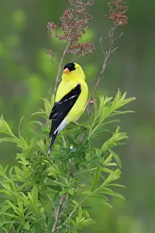 Tristis: American Goldfinch
