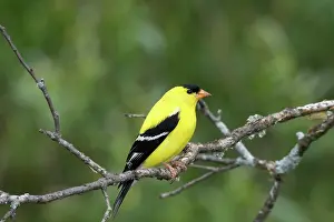 Tristis: American Goldfinch