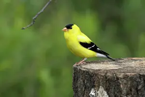 Tristis: American Goldfinch