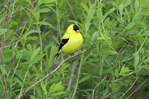 Tristis: American Goldfinch