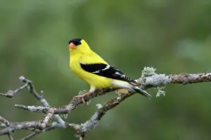 Tristis: American Goldfinch