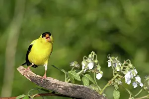 Tristis: American Goldfinch