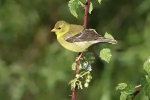 Tristis: American Goldfinch