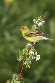 Tristis: American Goldfinch