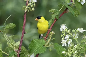 Tristis: American Goldfinch