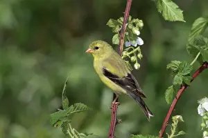 Tristis: American Goldfinch
