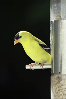 Tristis: American Goldfinch