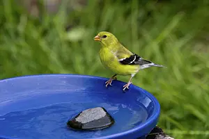 Tristis: American Goldfinch