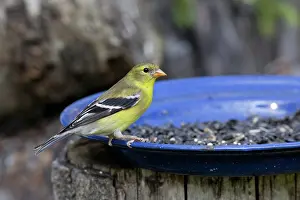 Tristis: American Goldfinch