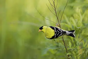 Tristis: American Goldfinch