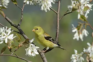 Tristis: American Goldfinch