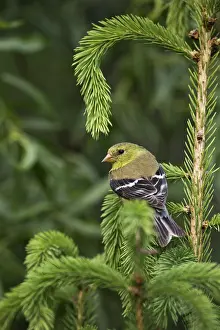 Tristis: American Goldfinch