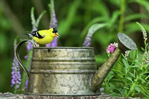 Tristis: American Goldfinch