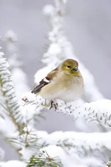 Fluffed: American Goldfinch (Carduelis tristis)