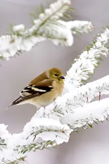 Tristis: American Goldfinch (Carduelis tristis)