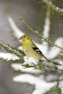 Tristis: American Goldfinch (Carduelis tristis)