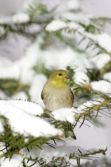 Tristis: American Goldfinch (Carduelis tristis)