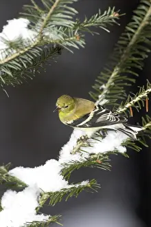 Tristis: American Goldfinch (Carduelis tristis)